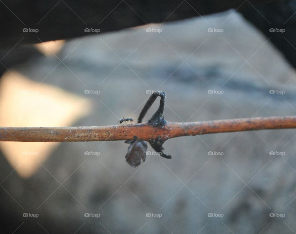 crossing a stem bridge