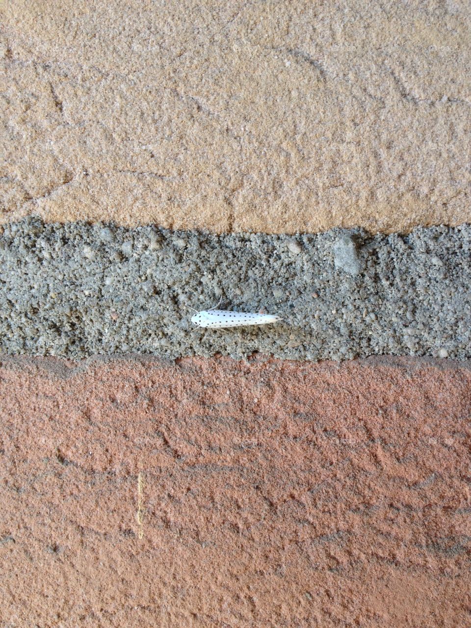 White Moth On Wall.