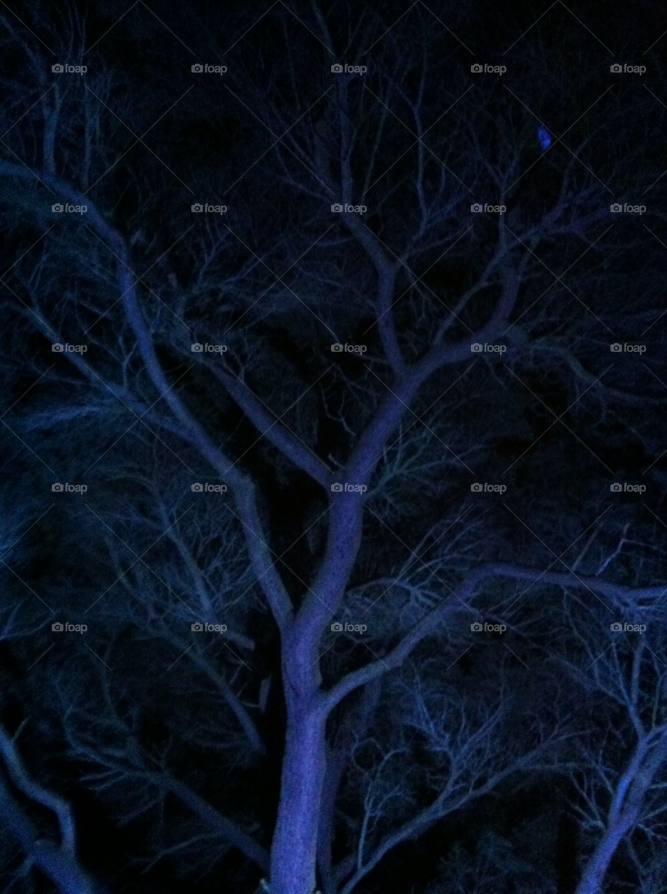 light nature blue tree by s7vyb