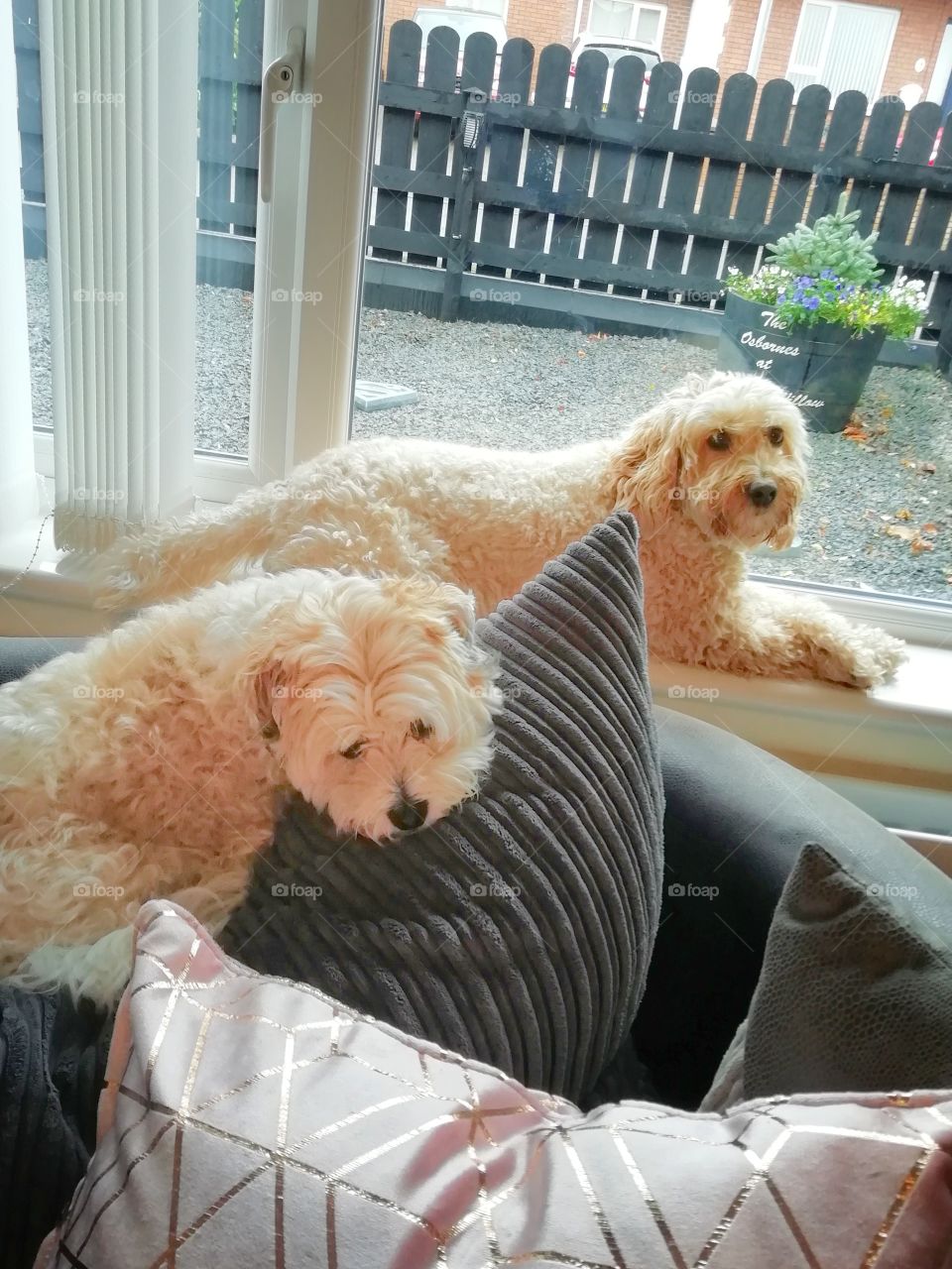 Two cute dogs sitting lying down