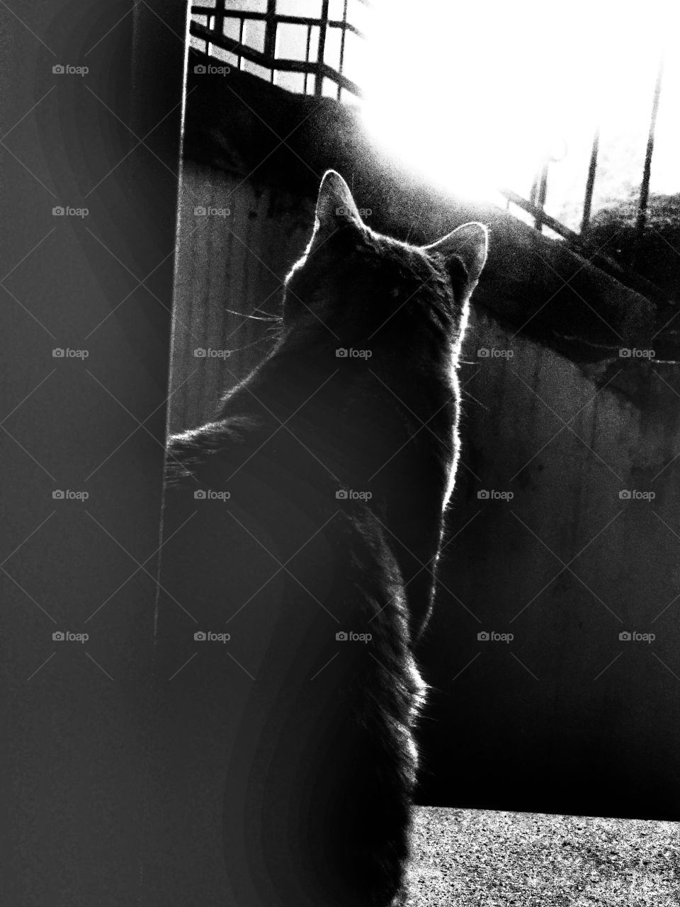 Cats black and white 