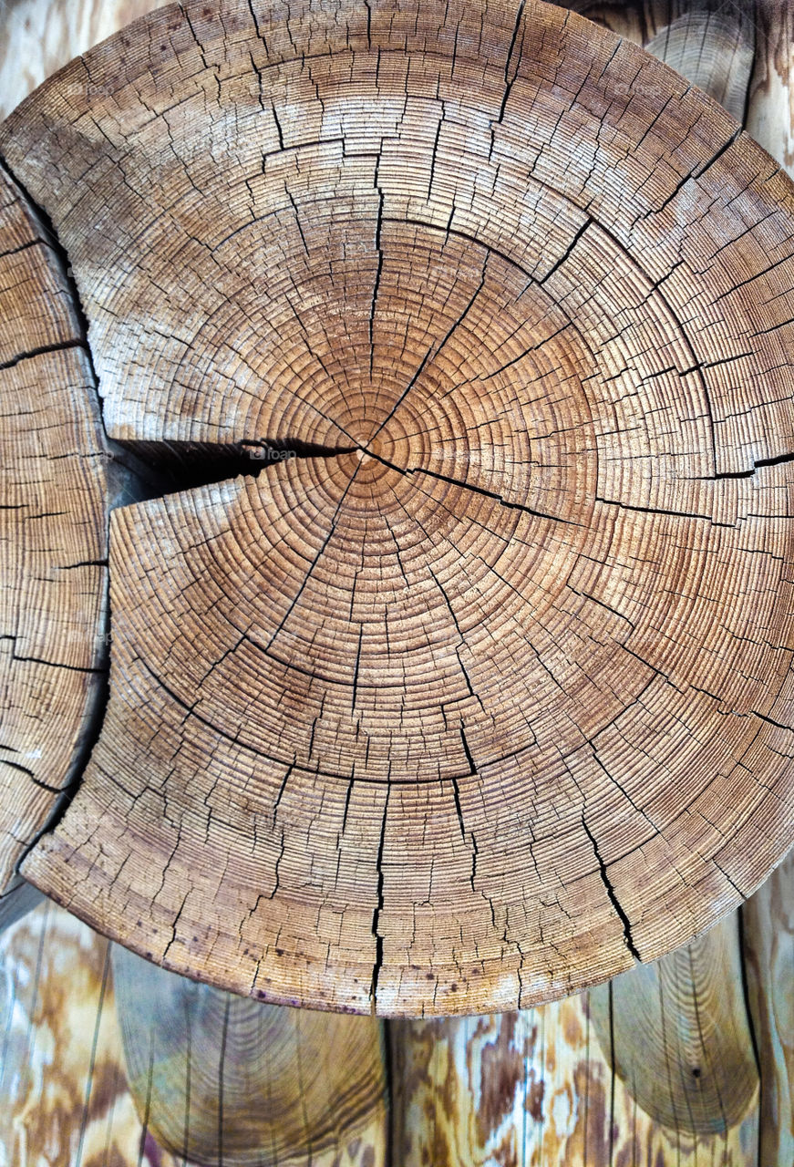 Close-up of tree rings