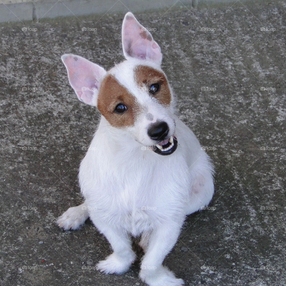 Perro Jack Russell
