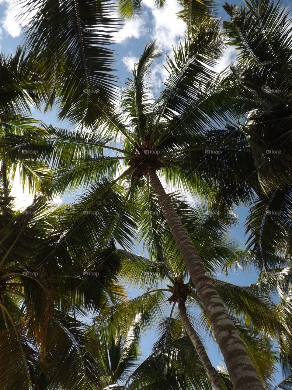 tree palm and coconuts