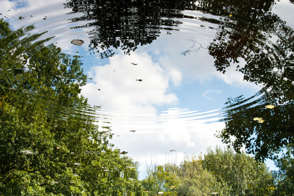 Reflection of trees in water