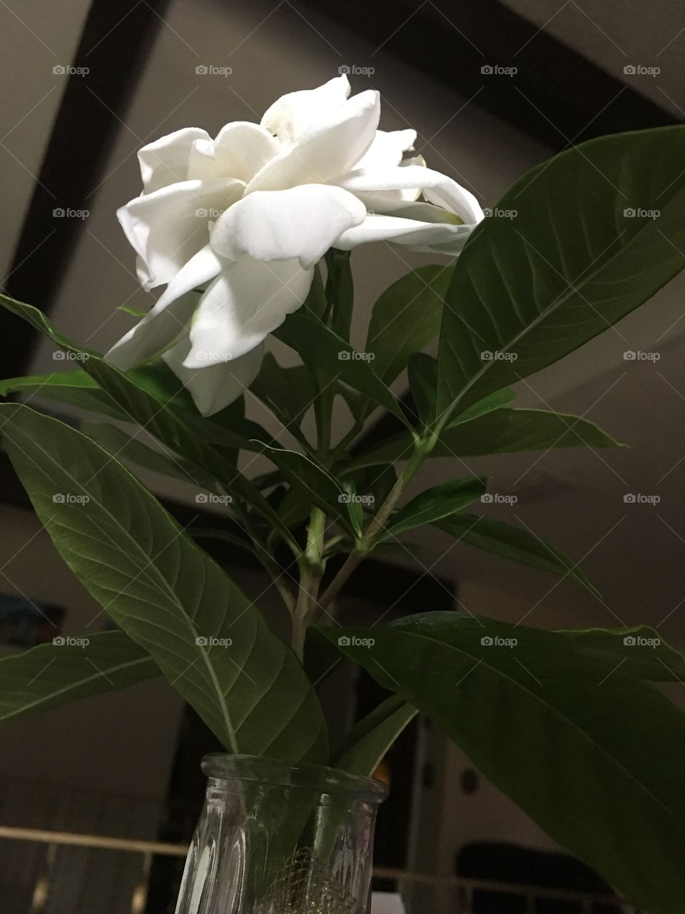 Green leaves on Gardenia flower with beams background 