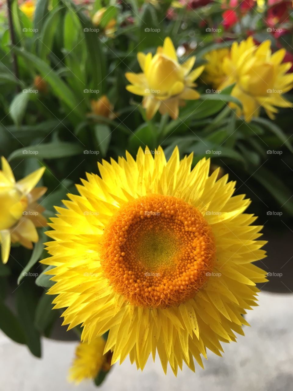 Yellow flower