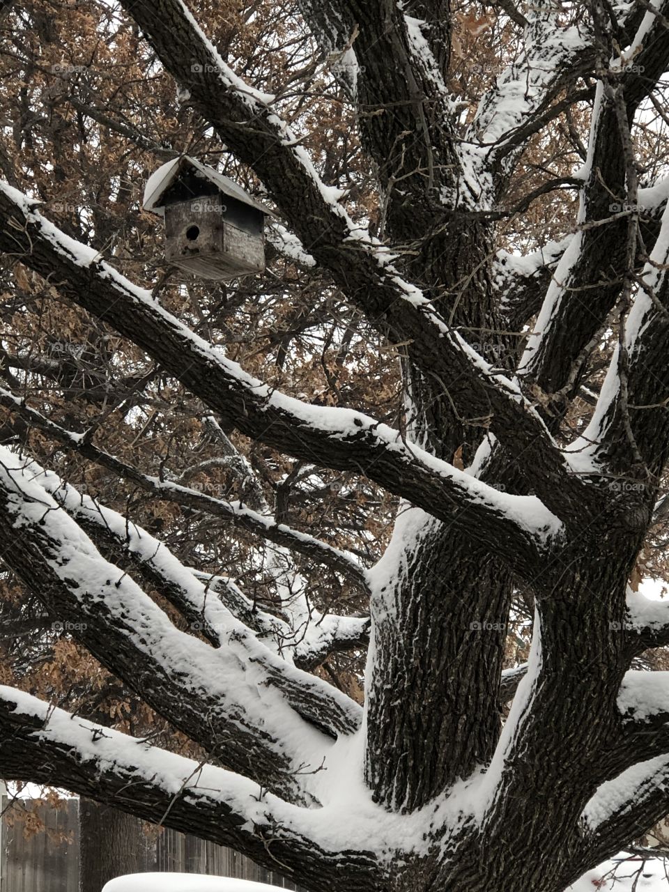 Tree with snow and birdhouse