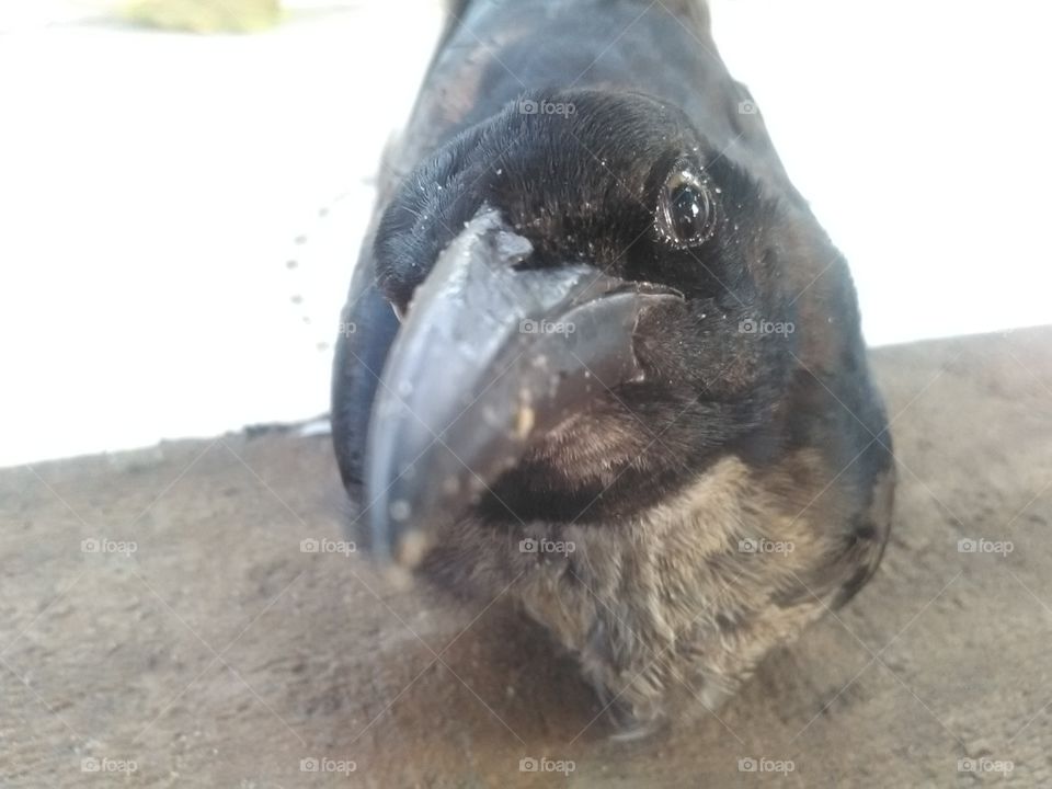 pájaro negro