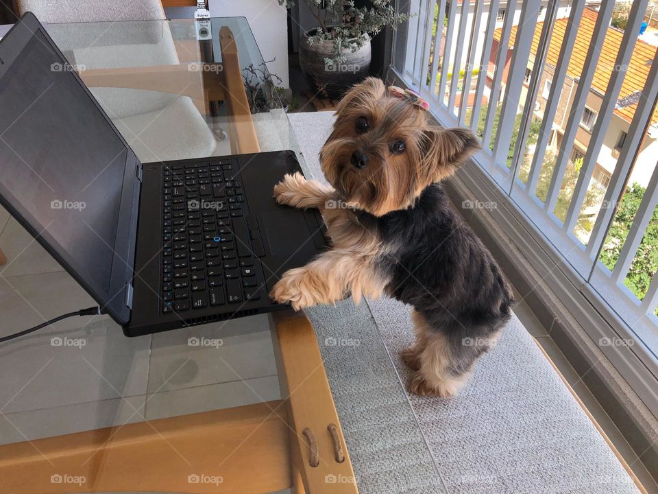 Cute yorkshire dog and a notebook 