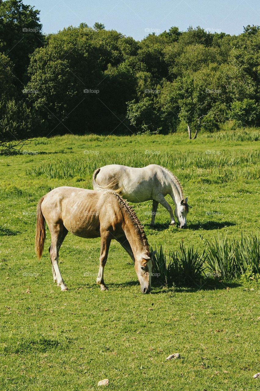 Galician horses