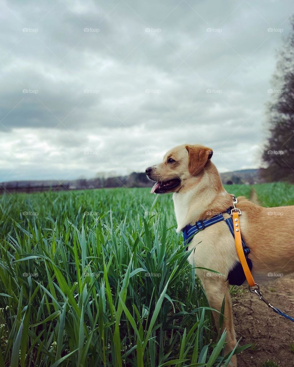 A happy golden mutt with his tongue out, gazing over a field of grass beneath a cloudy sky.