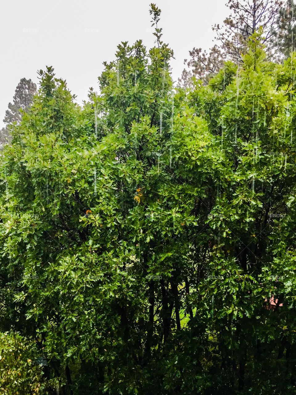 Oak in the rain