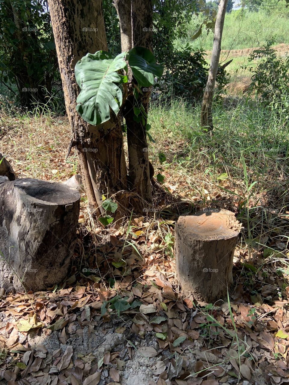 Something about December,my garden (Thailand)