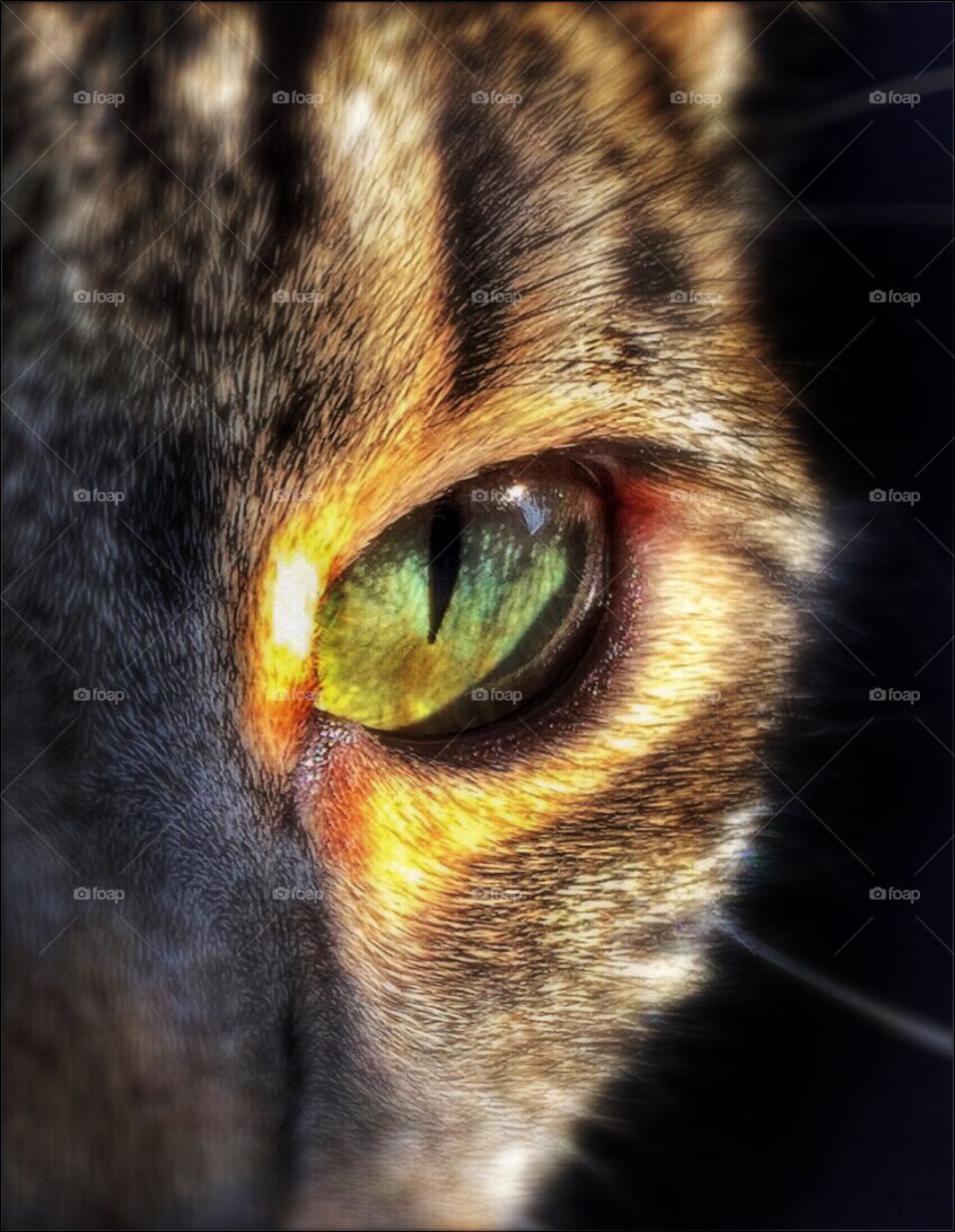 Eye of the Kitty