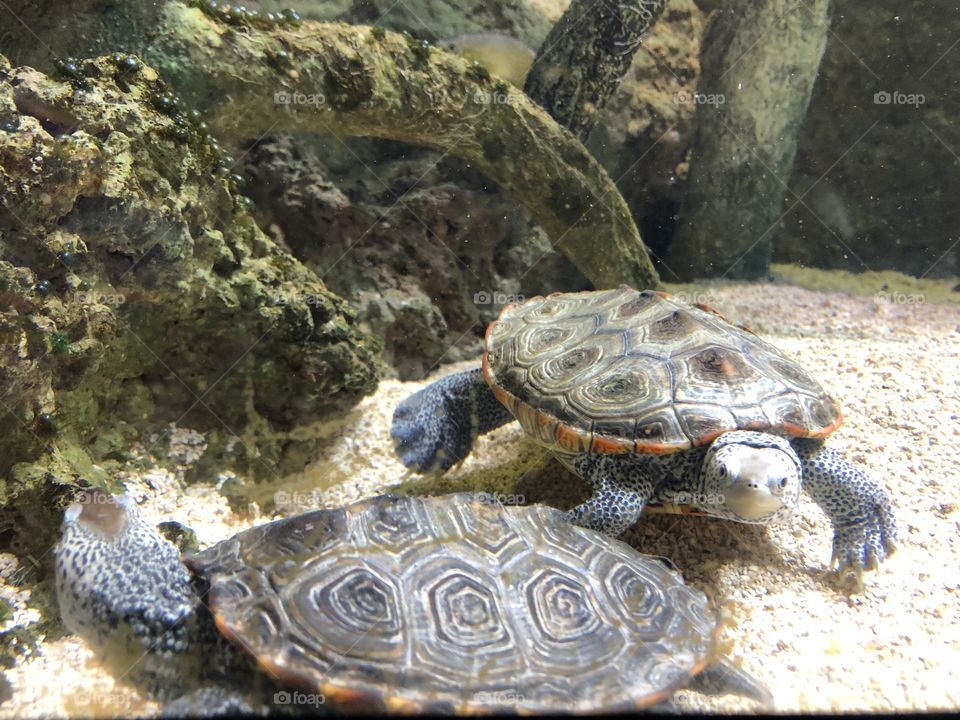 Two turtles at the local aquarium 