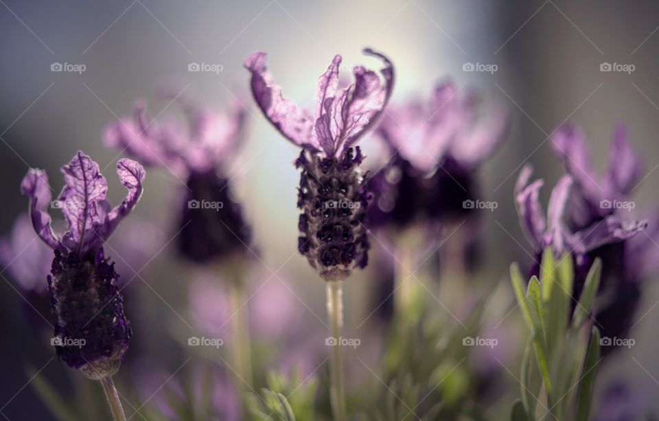 Butterfly lavender