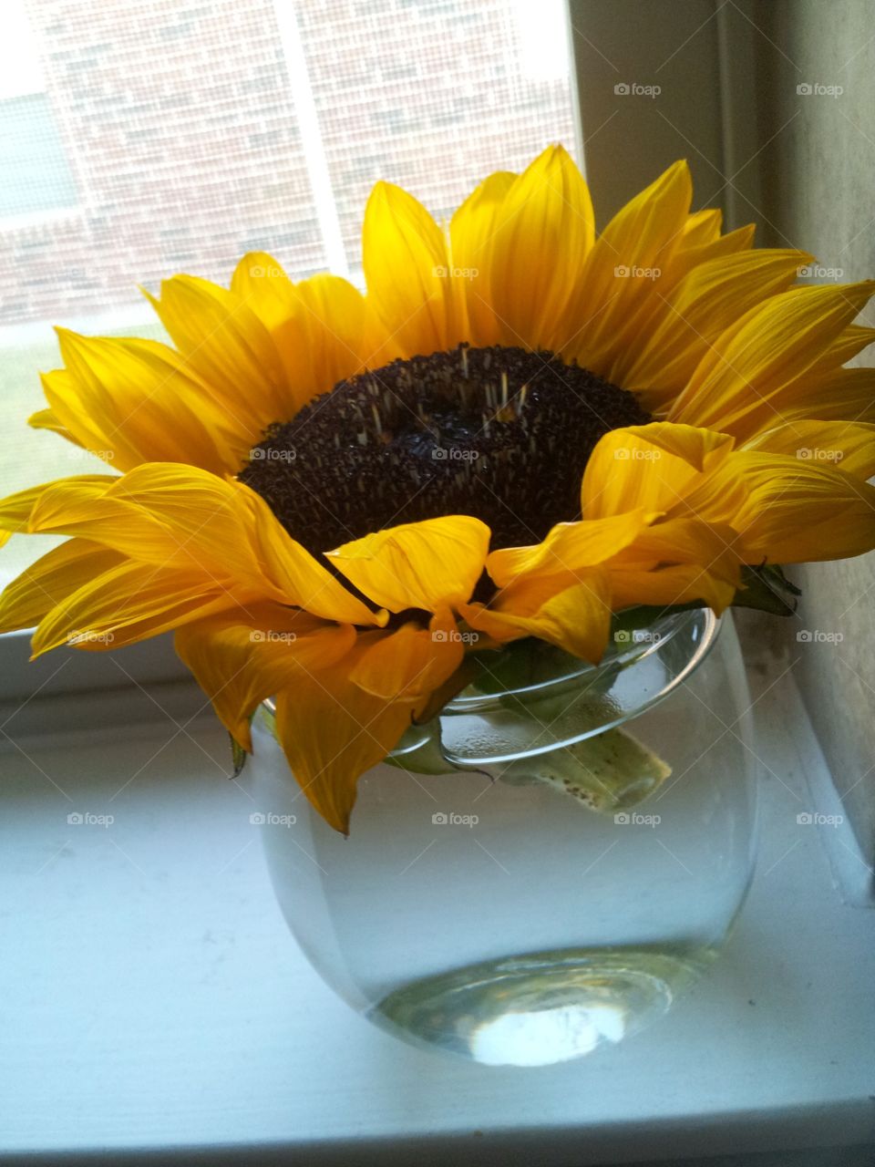 Cut Sunflower