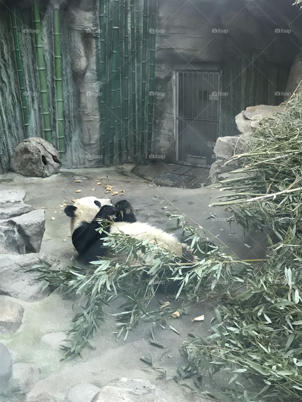 Panda 