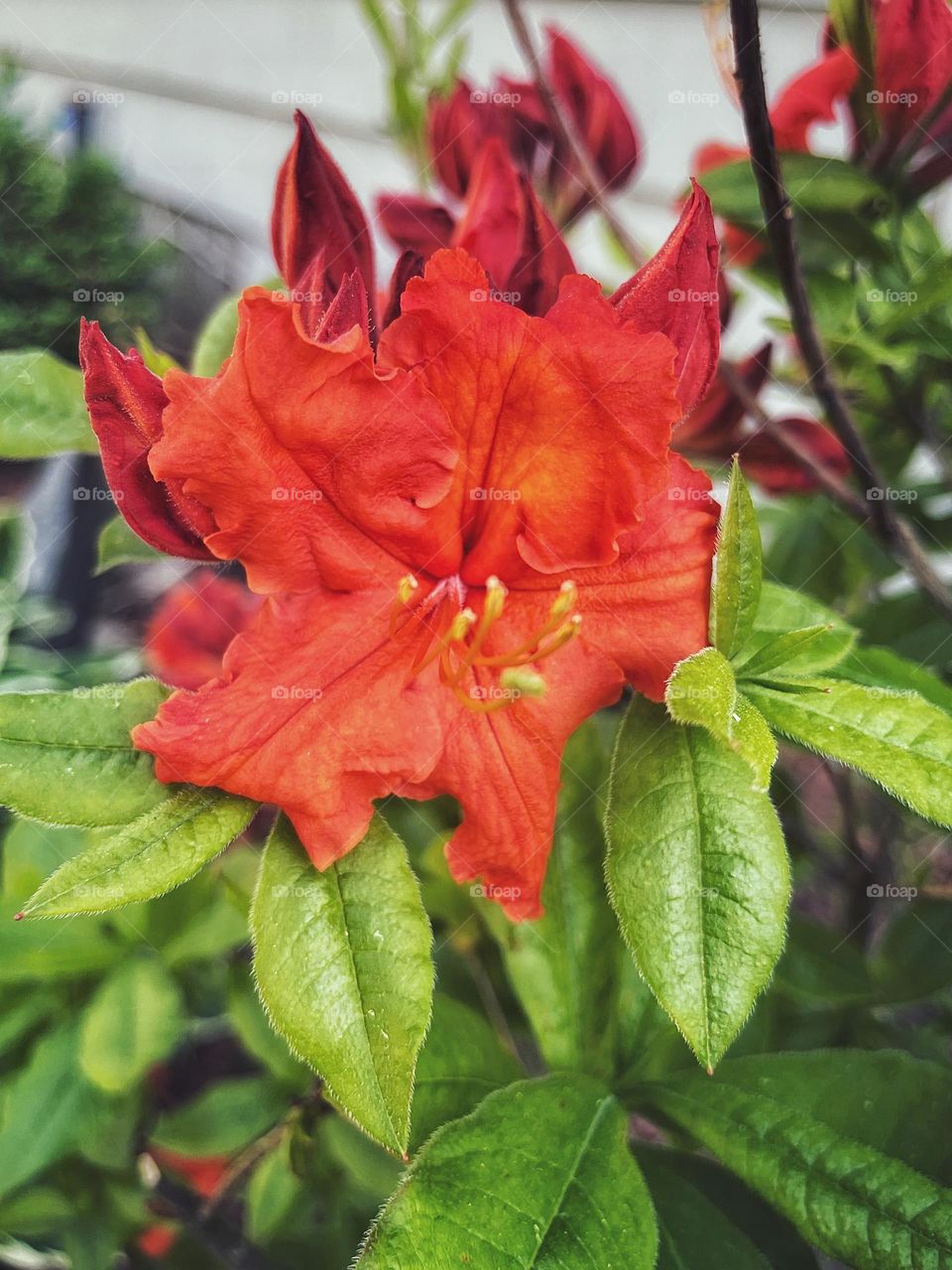 Gibraltar azalea 