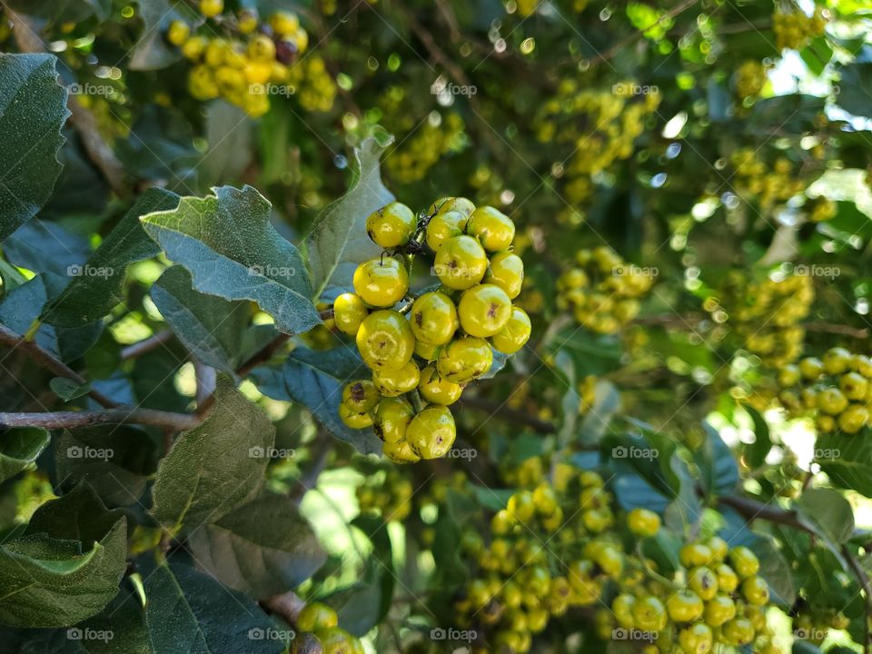 Clusters of beautiful edible but unripe wild anacua berries. Ehretia anacua