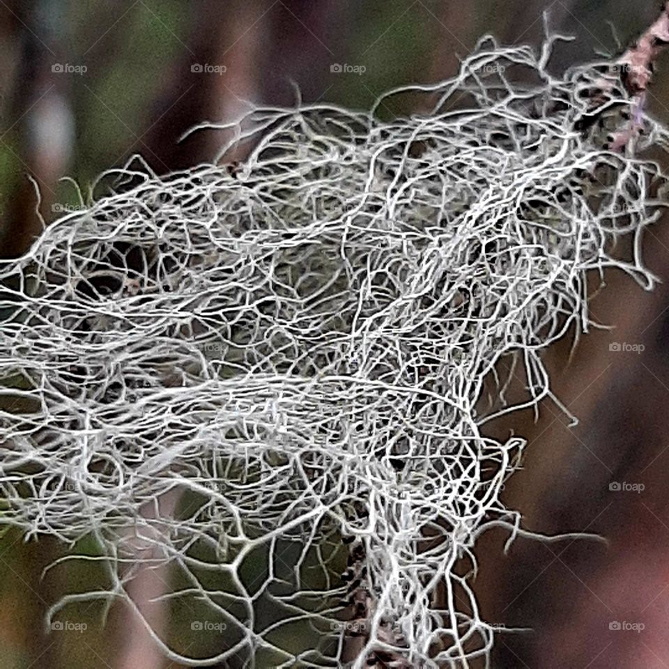 hanging lichen
