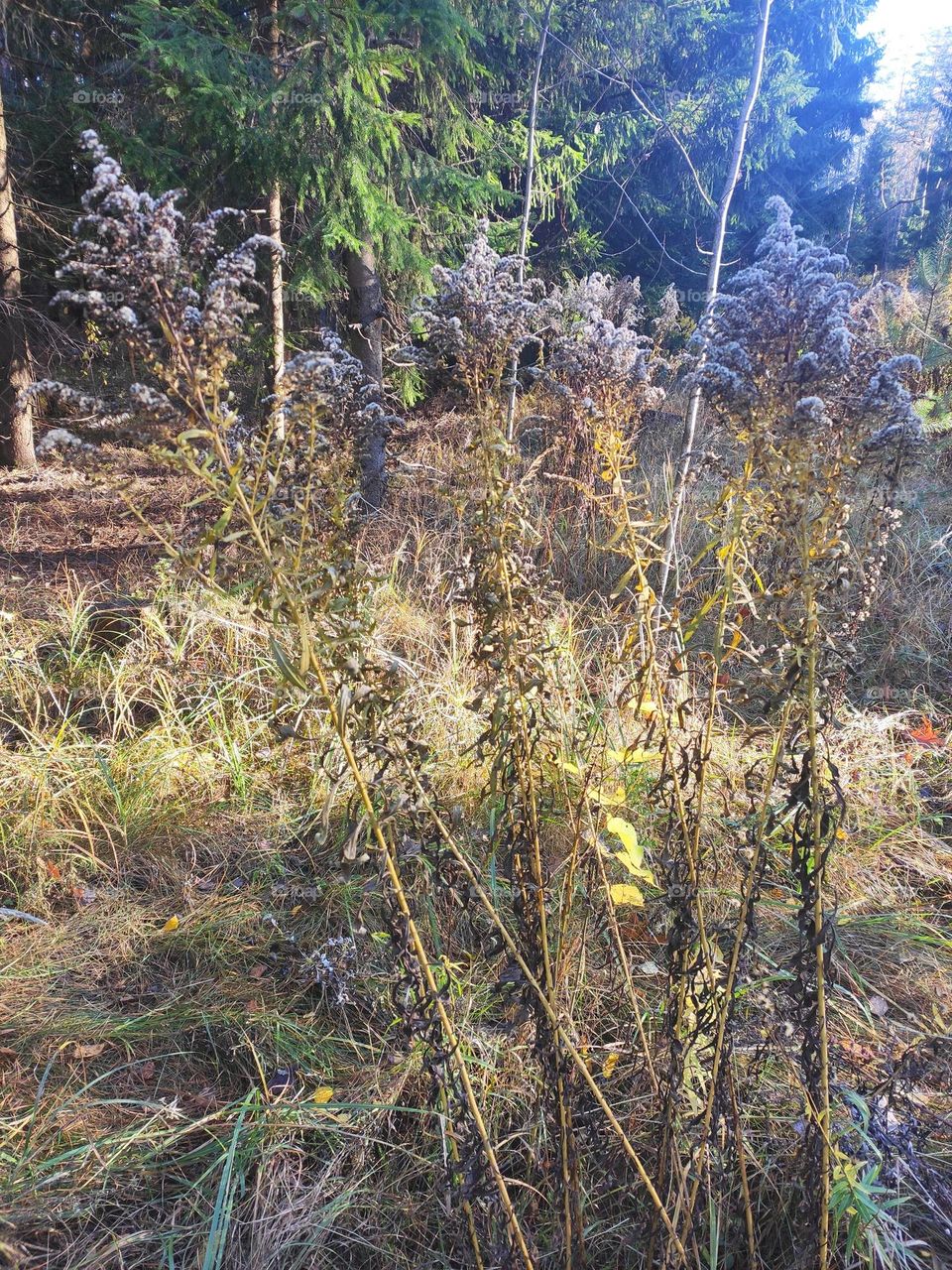 Goldenrod in the autumn forest