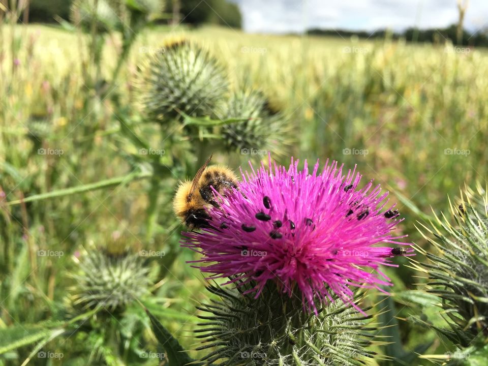 Bee and tiny bugs on thistle