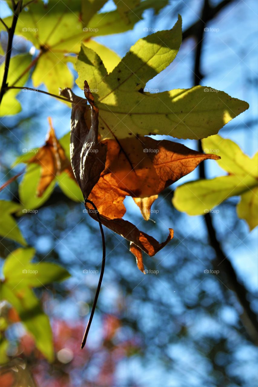 autumn leaves entwined.