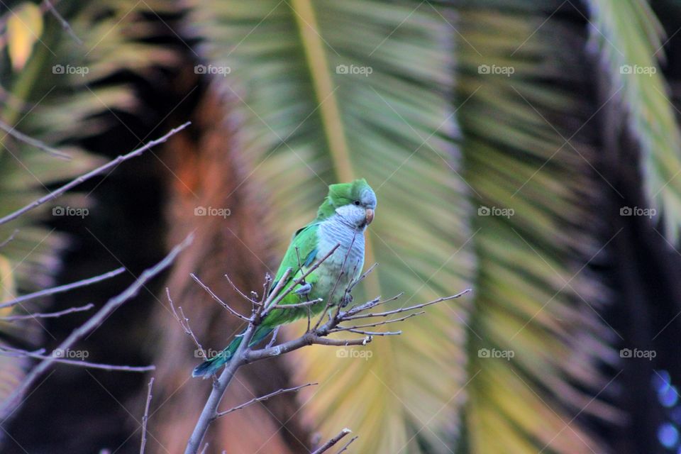 parrots in Málaga