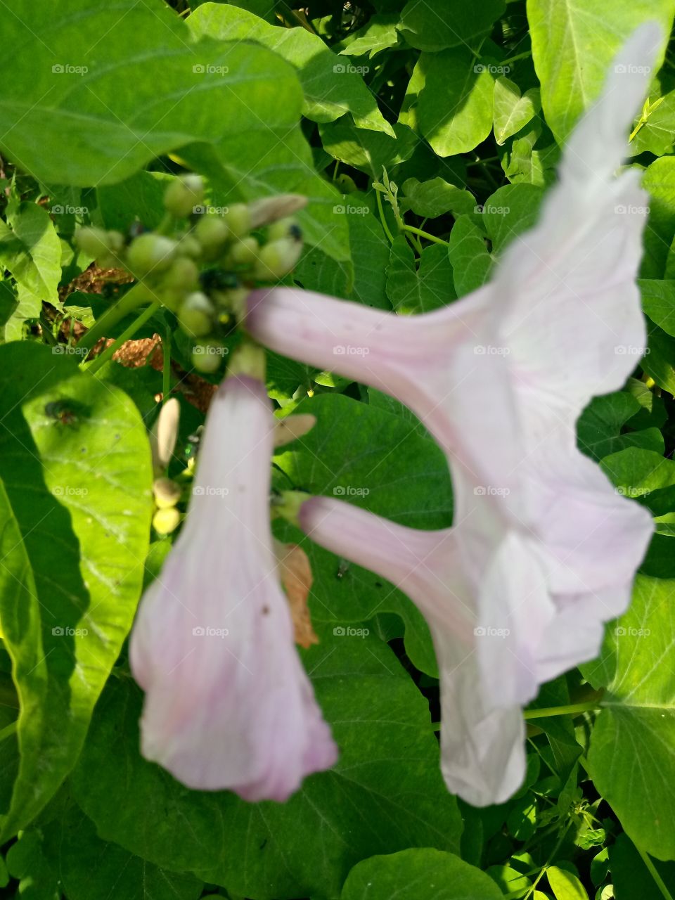 i love this flower, though I don't know it name. it is pink in colour and catching to the eyes.