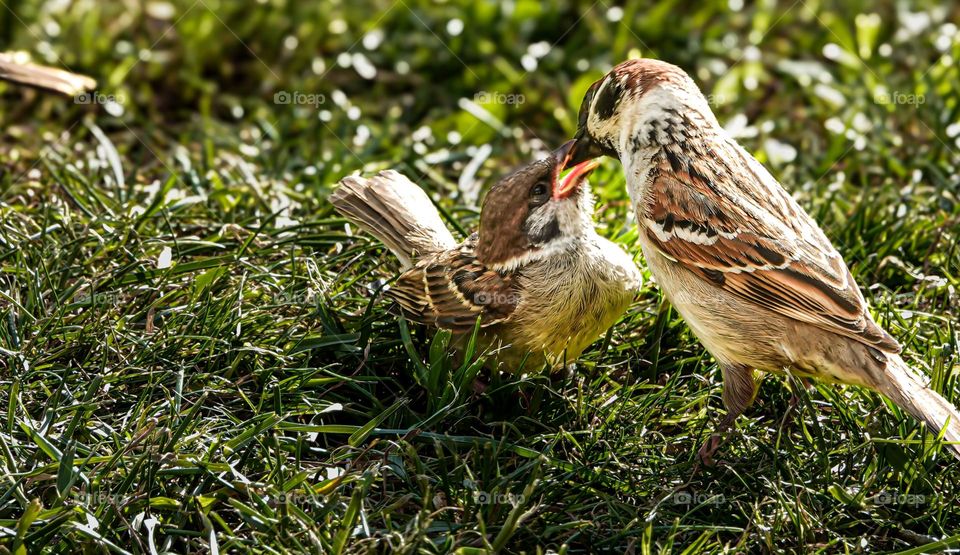 the young bird opens its beak and begs for food.