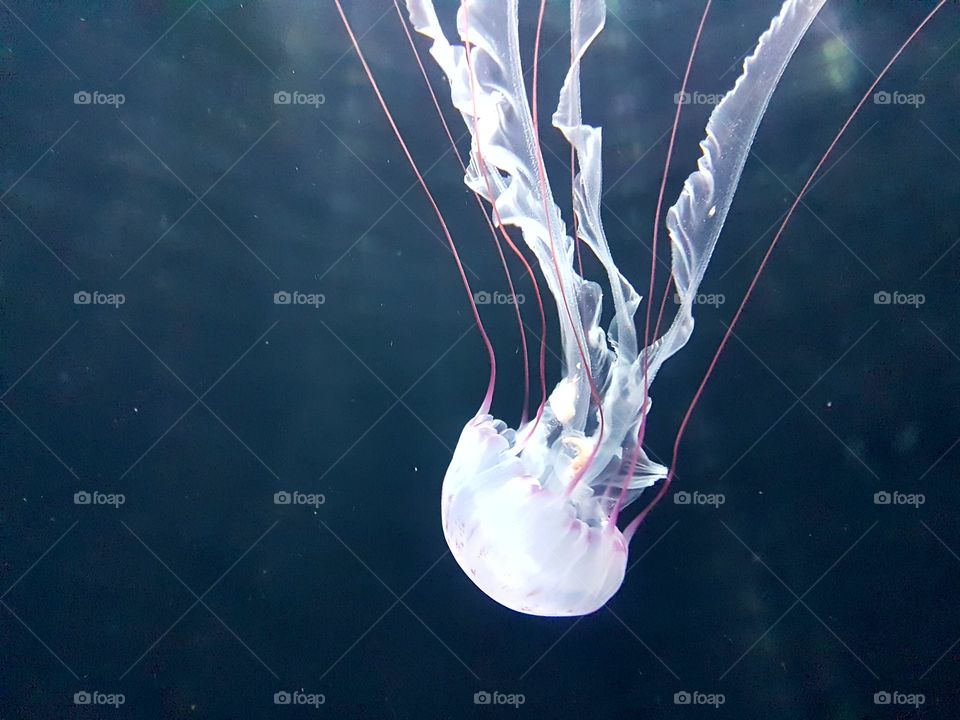 A bright shining white jellyfish deep in the ocean