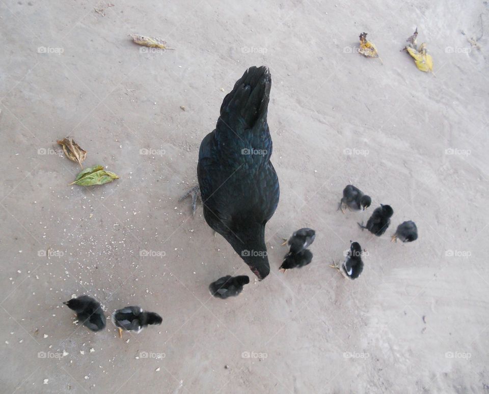 la madre gallina con sus pollitos se alimentan