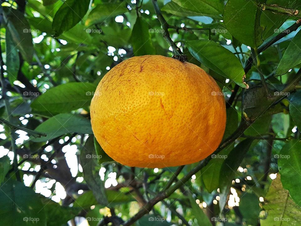A Grapefruit hangs in its tree at my friends house. I'm not liking to eat them but love to photograph them.