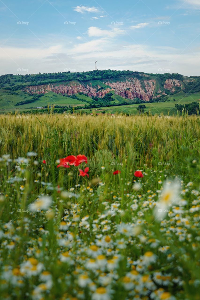 The Red Ravine seen from the distance, through flowers, wheat and green fields