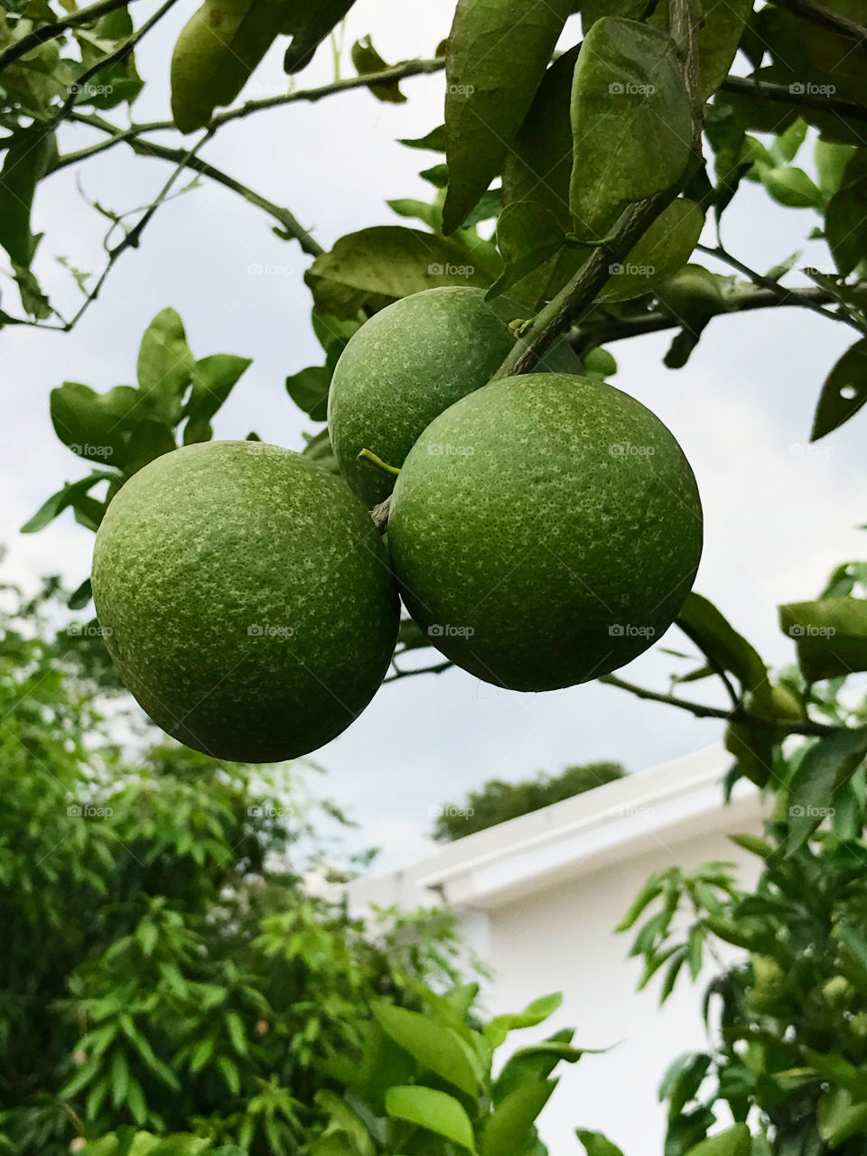 Close-up of green lemons