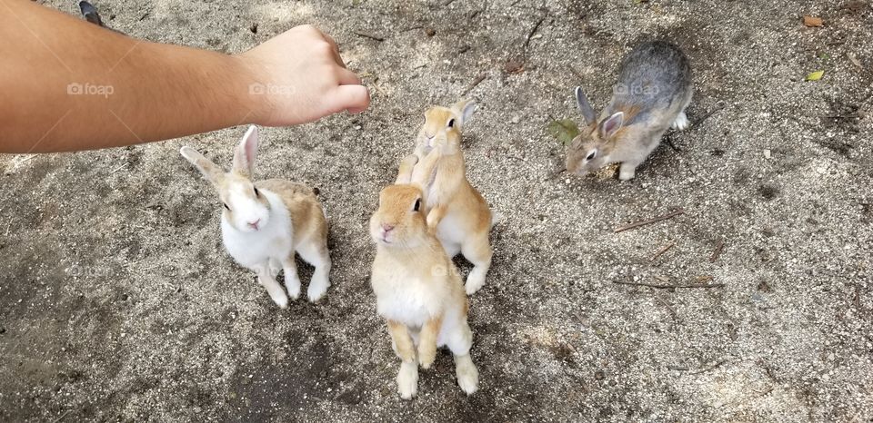 They are the adorable rabbits in Ōkunoshima (大久野島)! Look how they are standing up to eat the food. How cute!