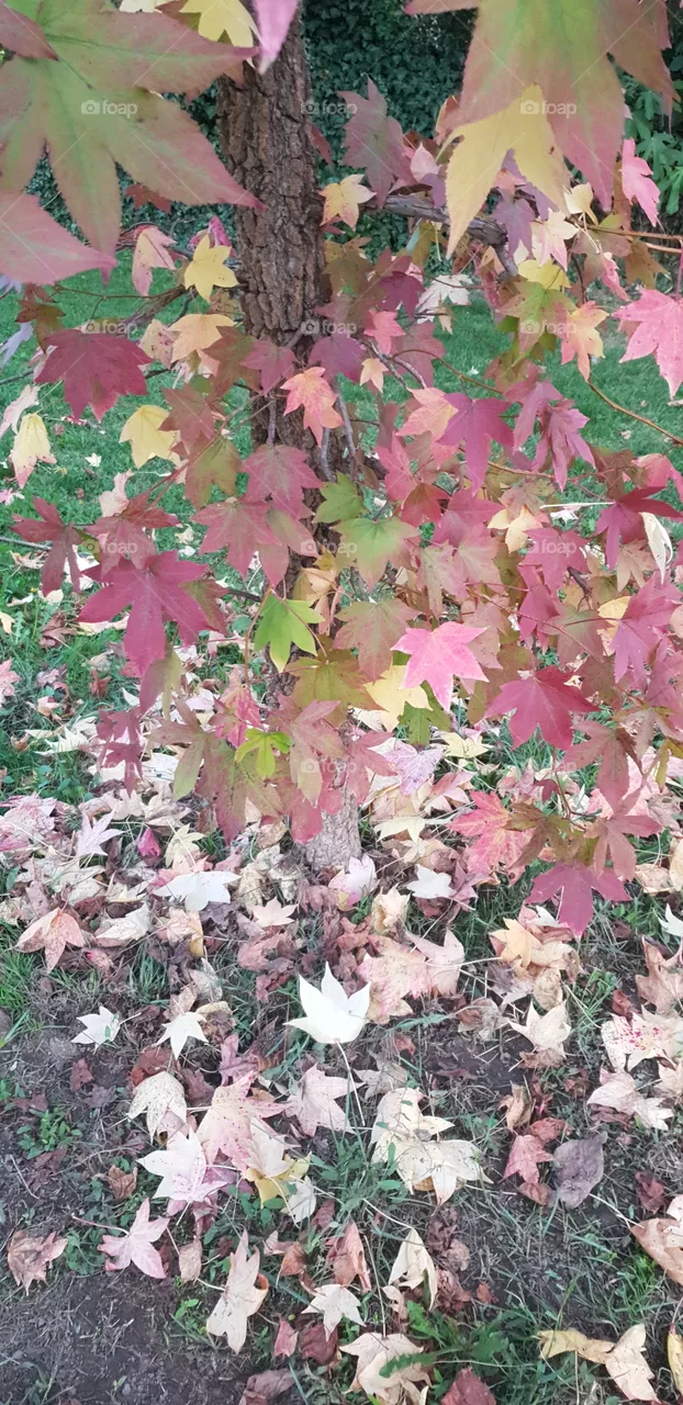 autumn
