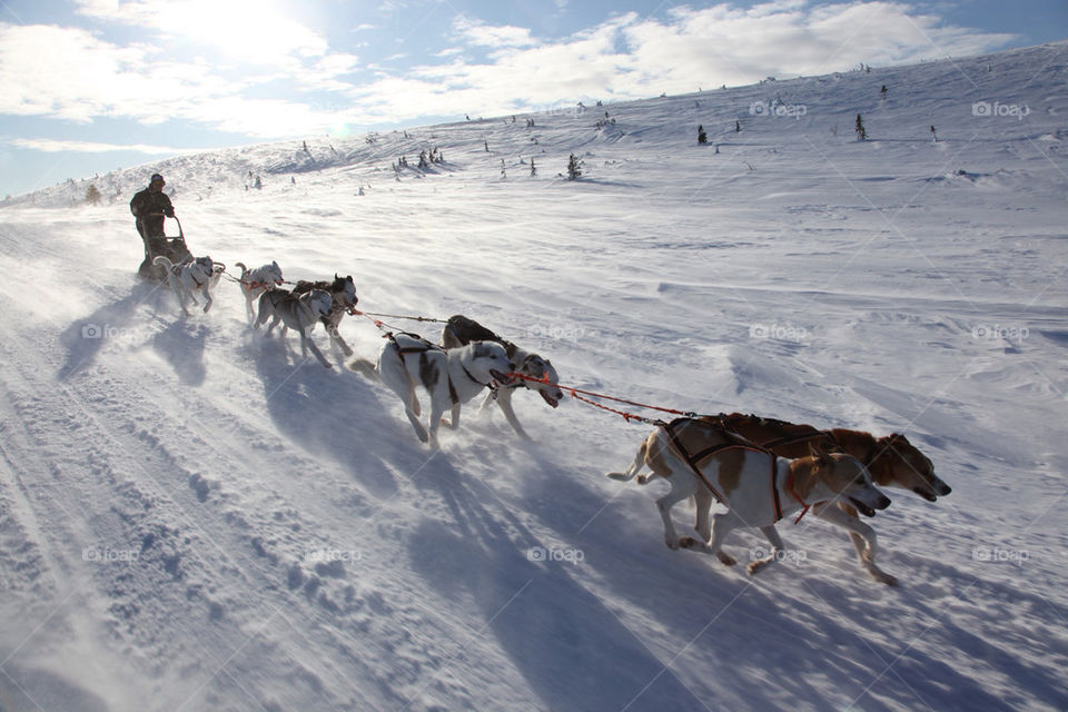winter sweden dog action by kallek