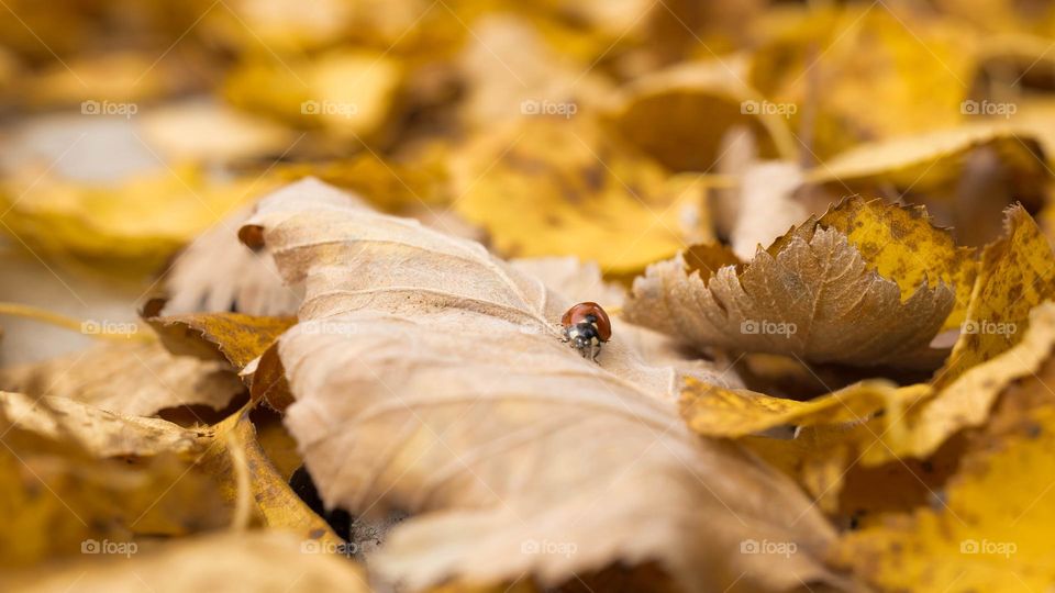 A ladybug among yellow leaves 