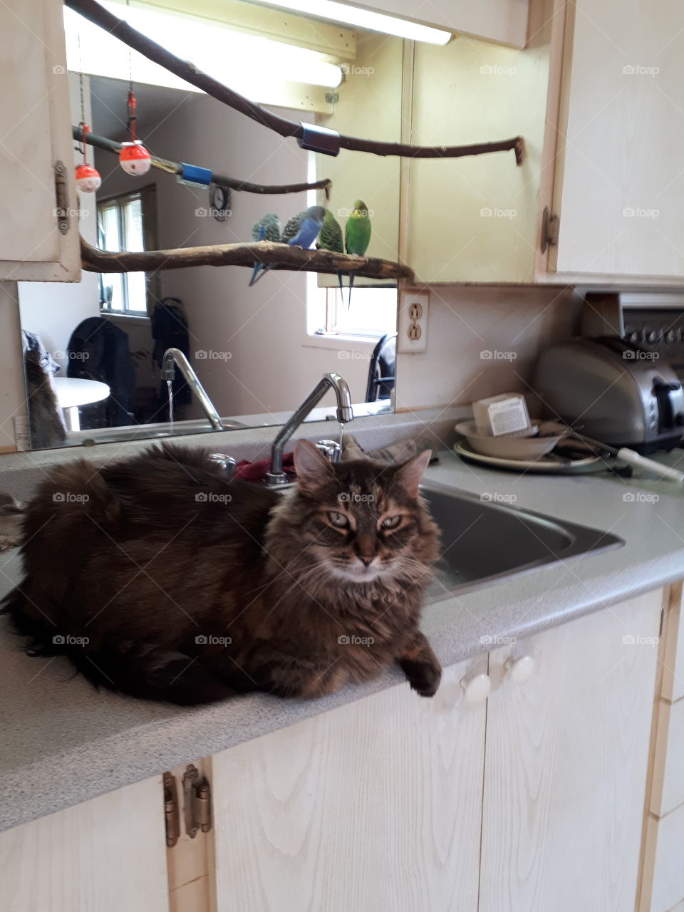 Perluze and bluety and greenty