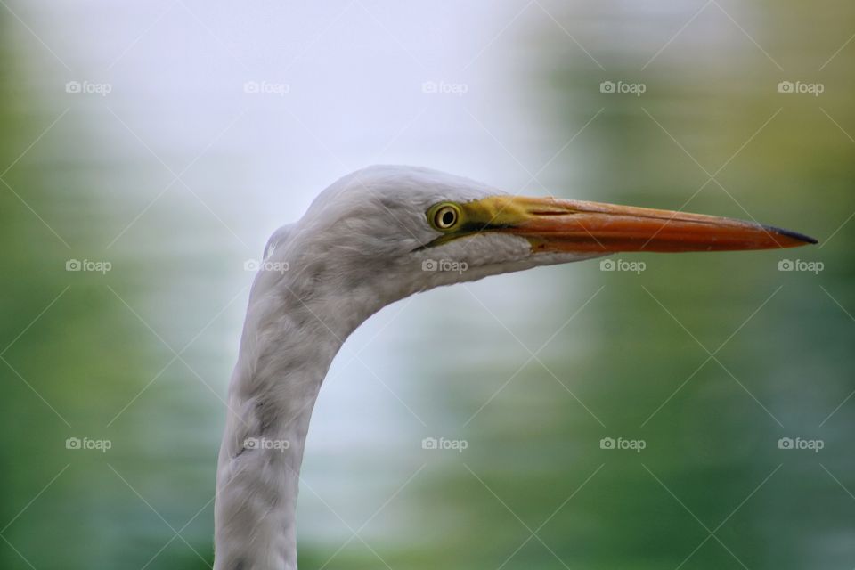 side view of great Egret