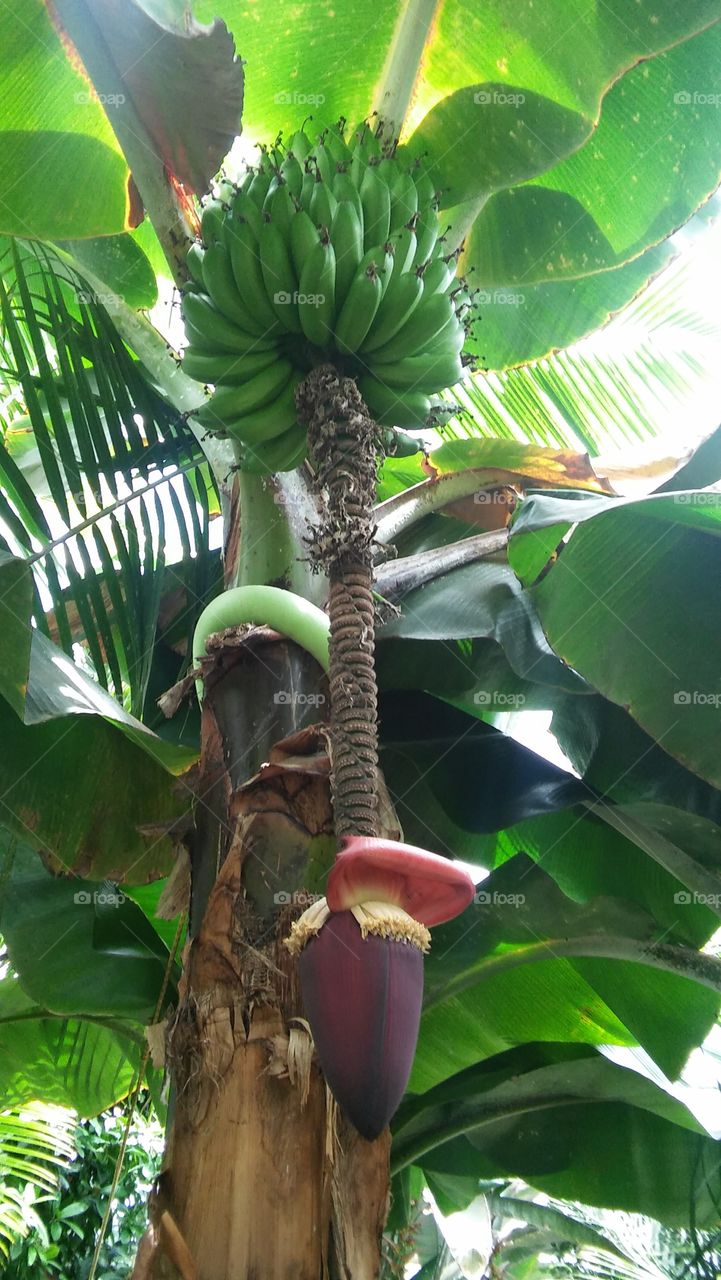 banana tree Tropical plants