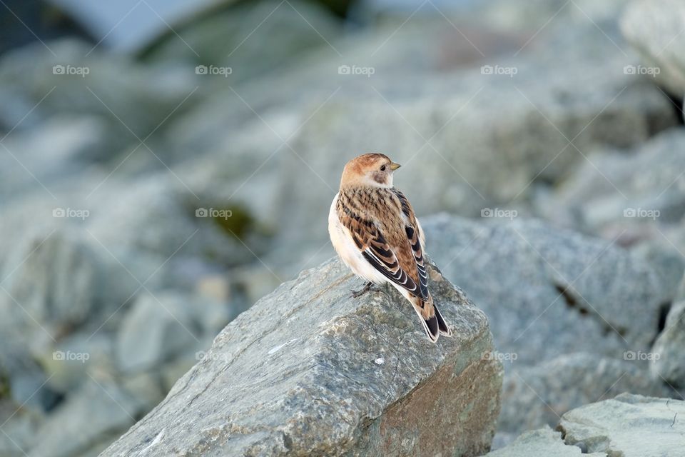 Bird on rock in Iceland