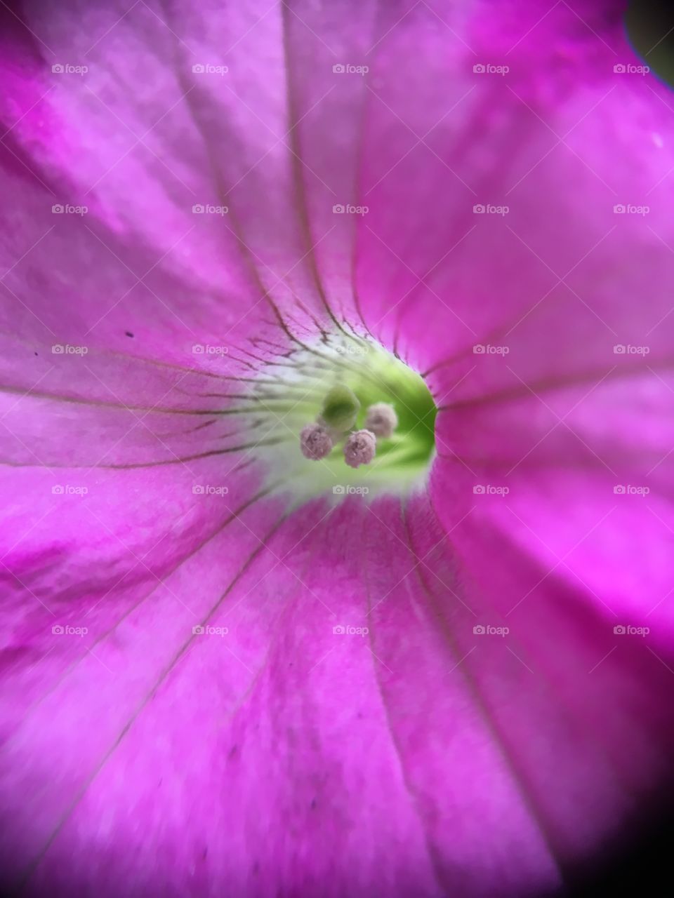 Closeup of purple 