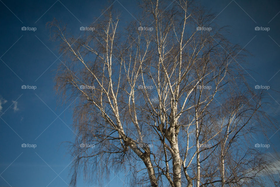 Low angle view of bare trees