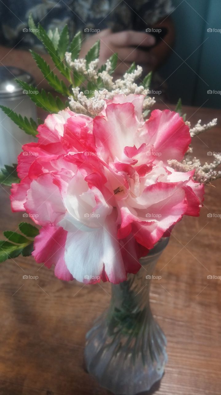 carnation. carnation