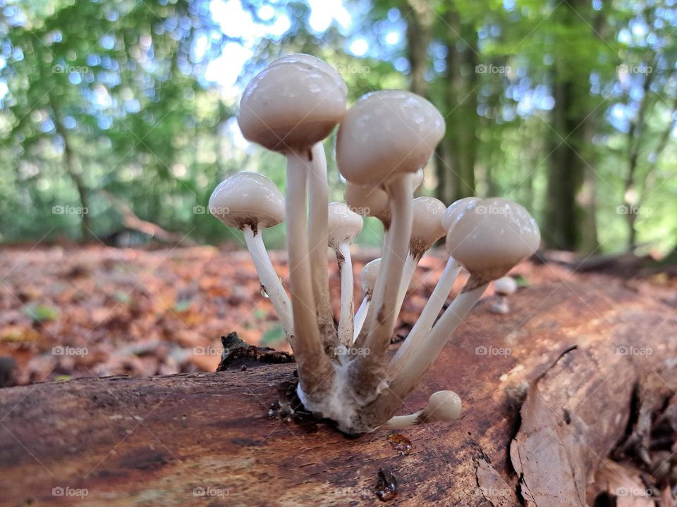mushroom bonanza
