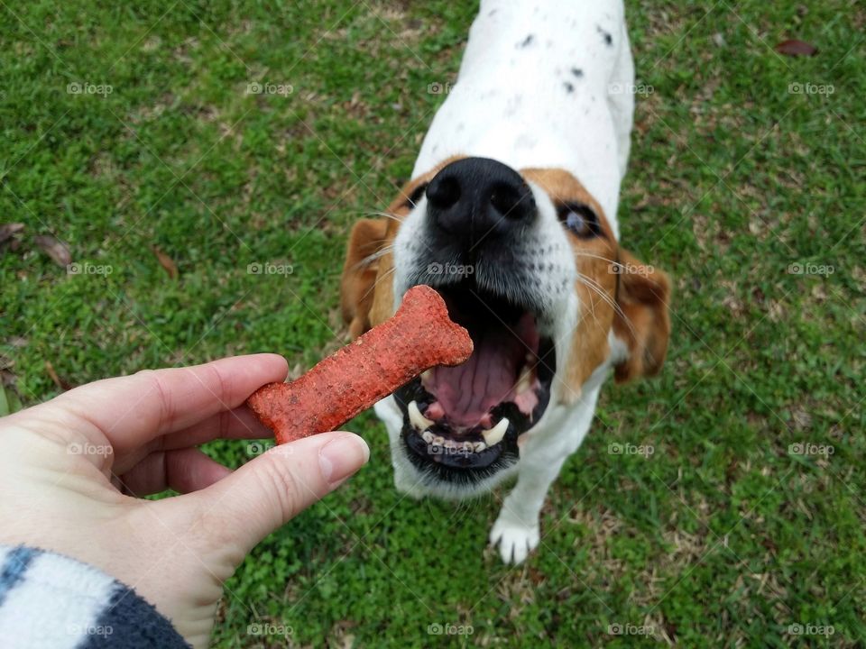 POV from above of a dog getting a bone from a woman's hand